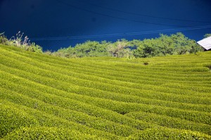 茶畑と仁淀川600x400