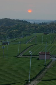 八女大茶園の夕日 400x600