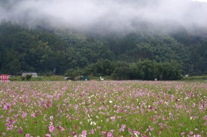 岡部コスモス2013.10.11 600x400