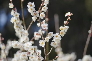 梅の花 2014.2.23 ①