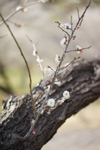 梅の花 2014.2.23 ③