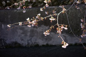 旧金谷街道の桜