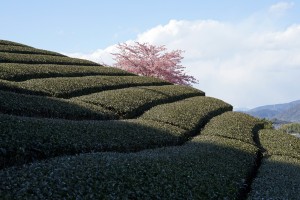 茶畑と桜① 2014.3.7