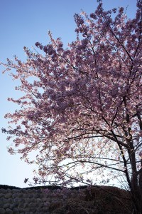 茶畑と桜② 2014.3.7