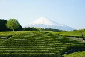 富士 大淵 2014.4.27