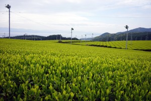 東彼杵茶園 2014.4.20