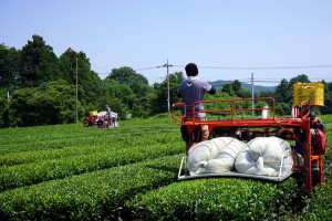 JA県央愛川摘採 2014.7.1