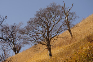 東山 茶草場2015 ③